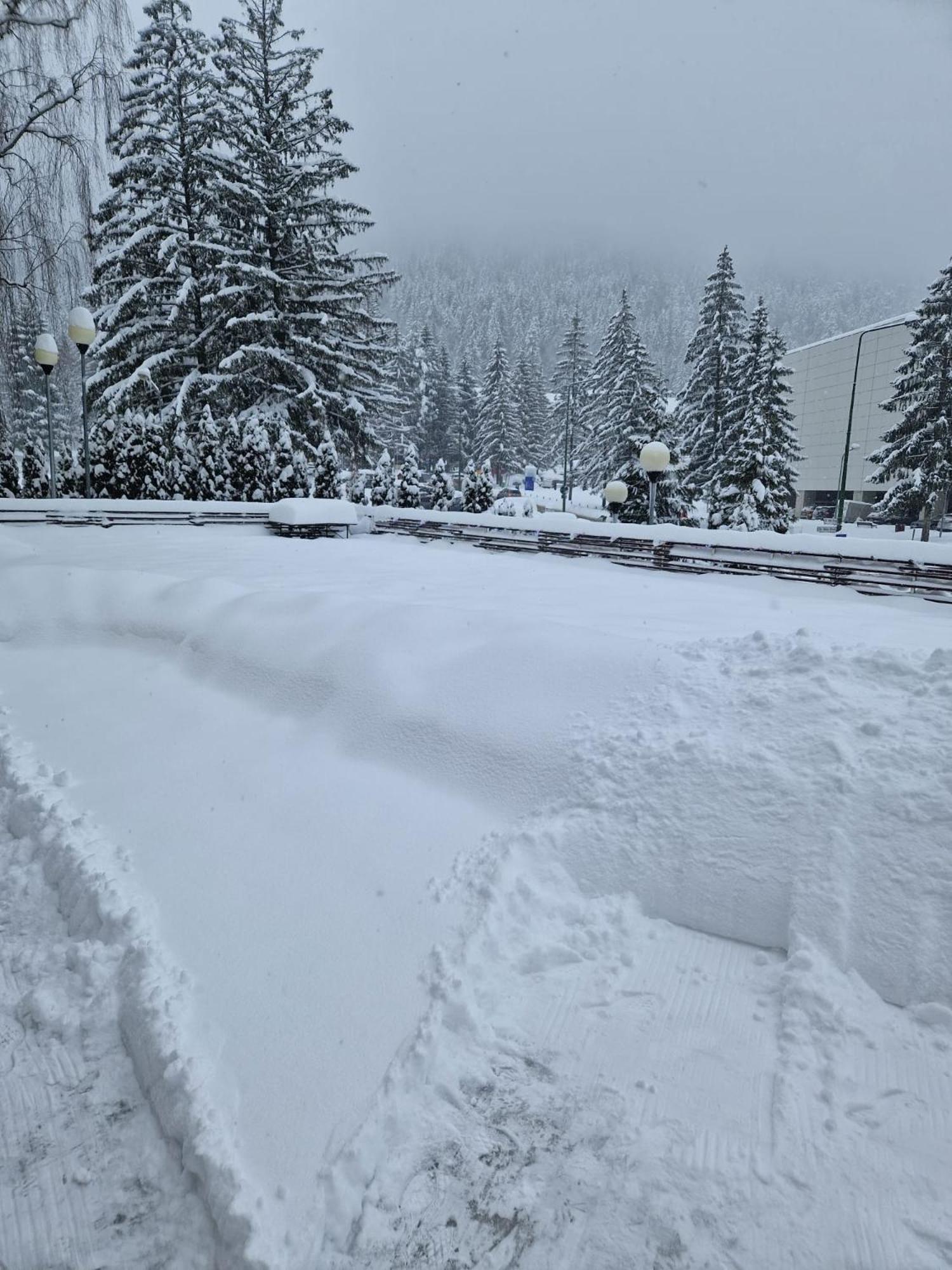 Vila Pinul Si Mesteacanul Poiana Brasov Exterior photo